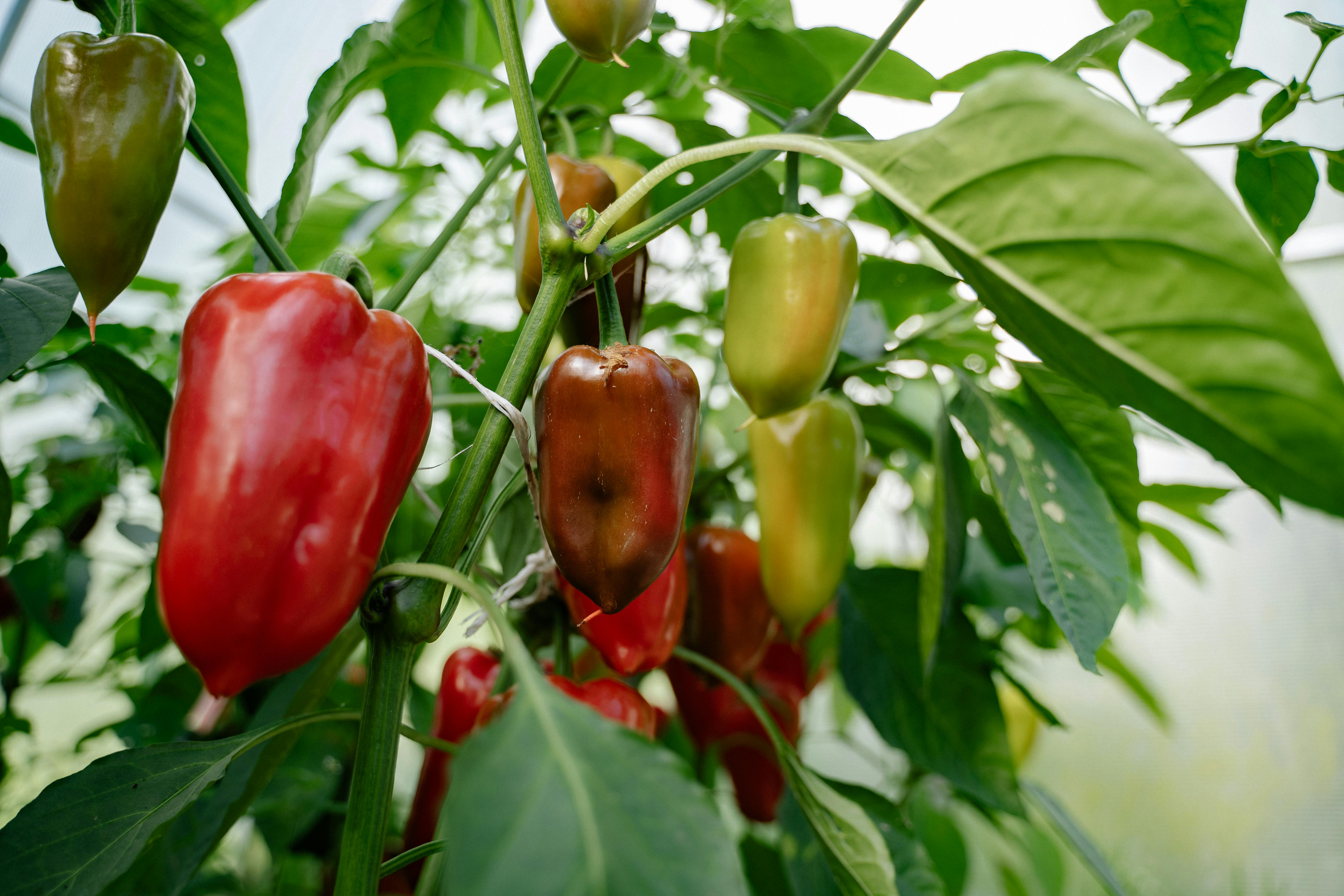 Revolutionizing Agriculture: How Biotech is Transforming Farming Techniques