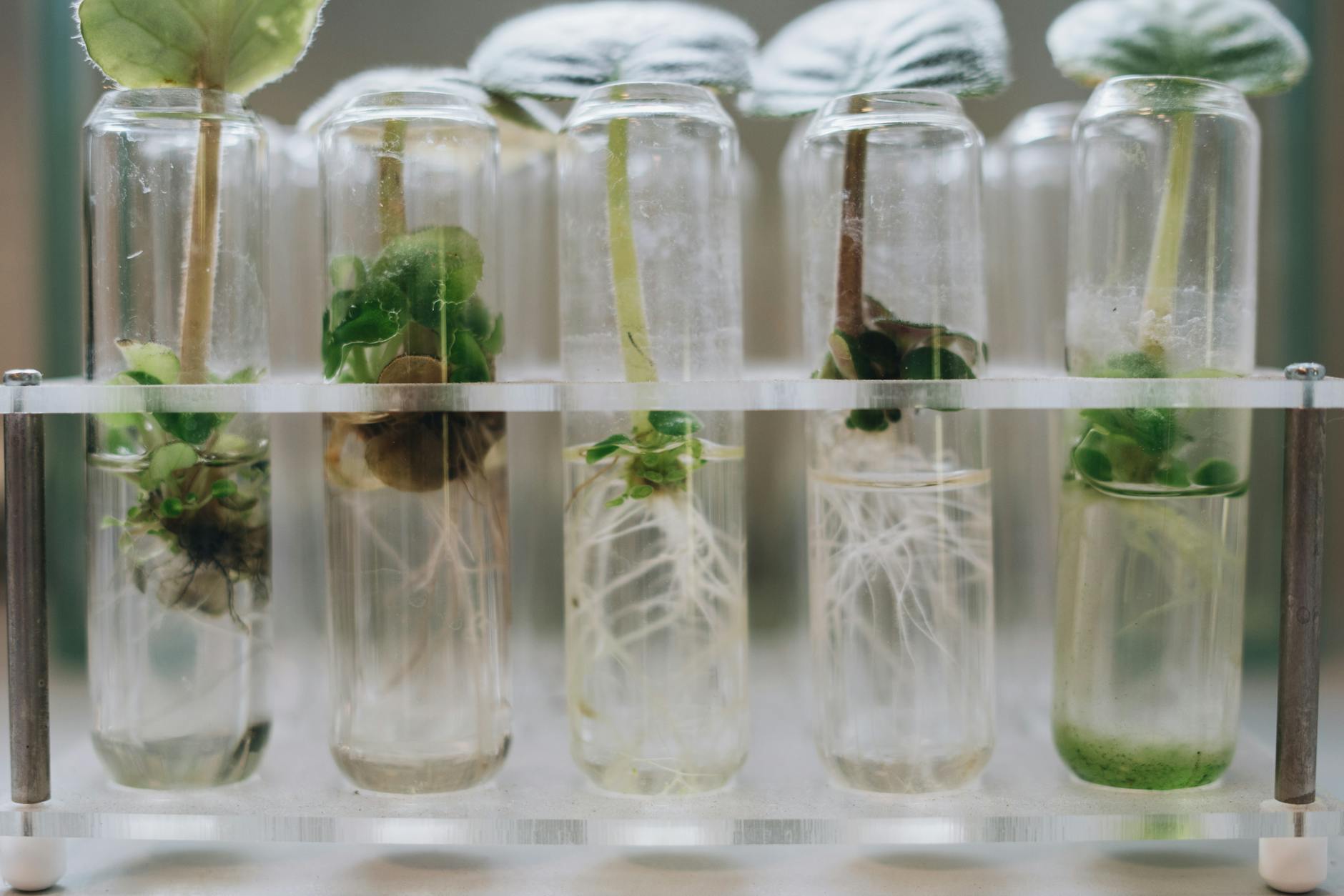 Revolutionizing Agriculture: How Biotechnology is Transforming Farming Practices