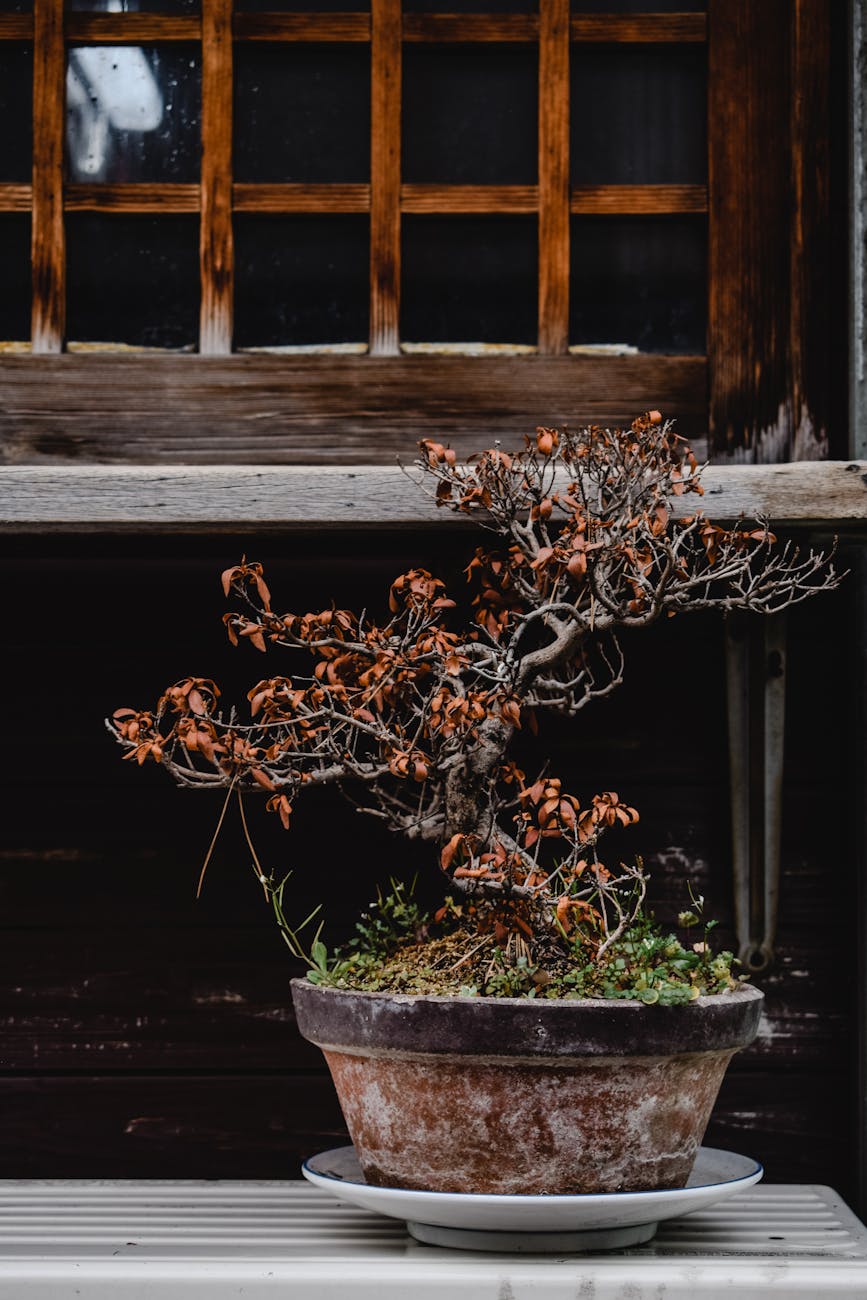 The Art of Bonsai: Cultivating Miniature Trees as a Relaxing Hobby