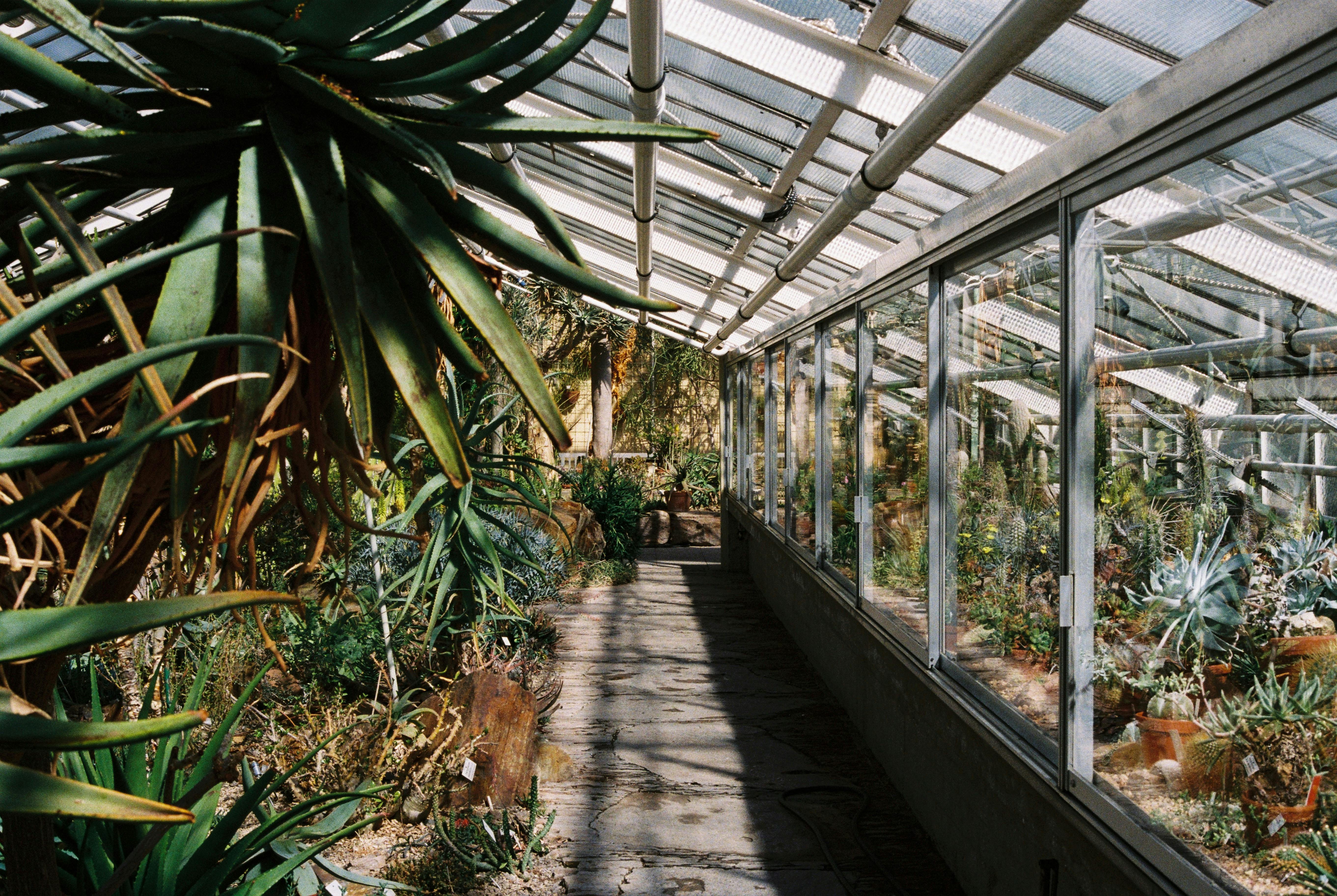 The Therapeutic Benefits of Indoor Gardening as a Hobby