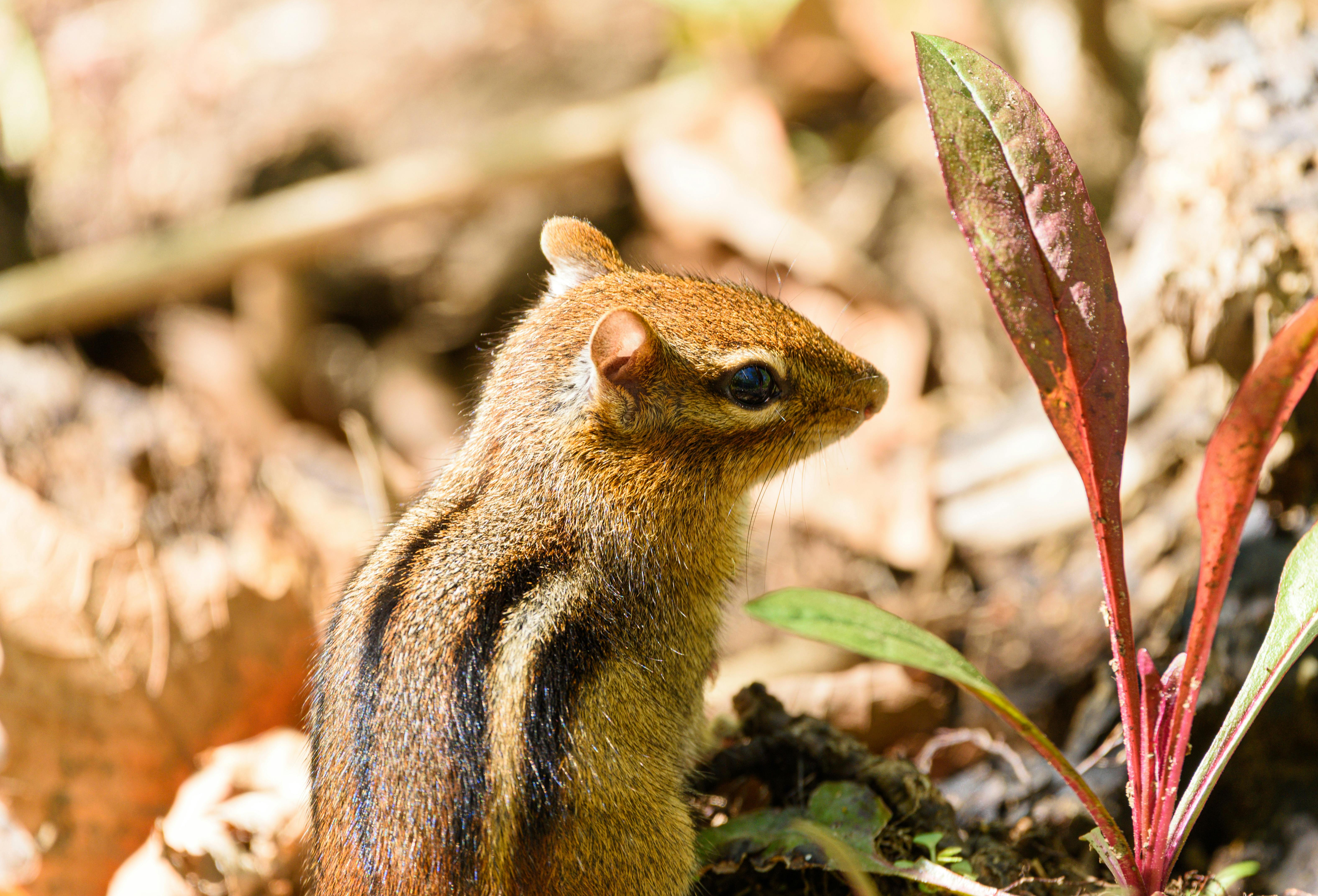 The fascinating world of animal camouflage