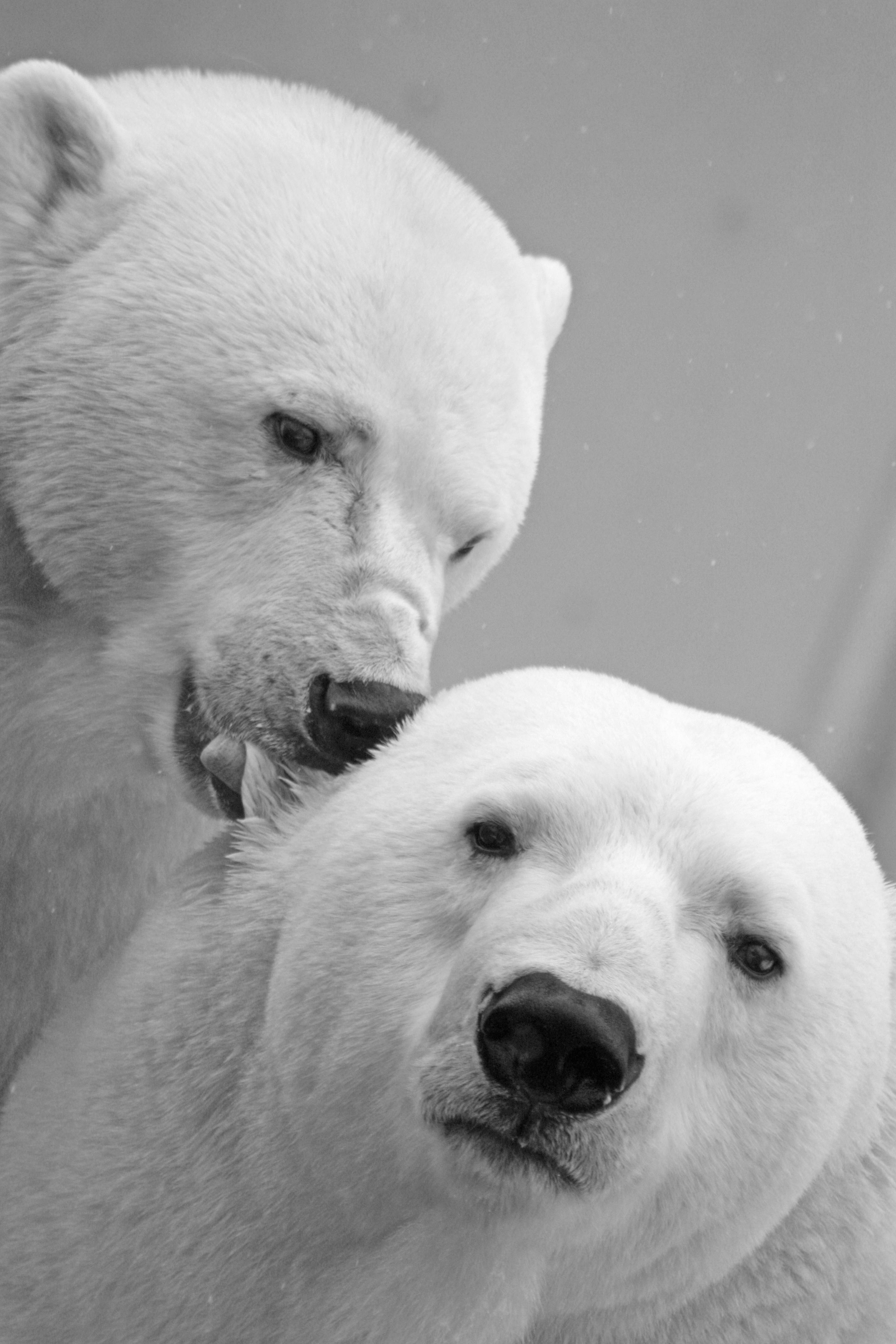The Fascinating World of Arctic Animals