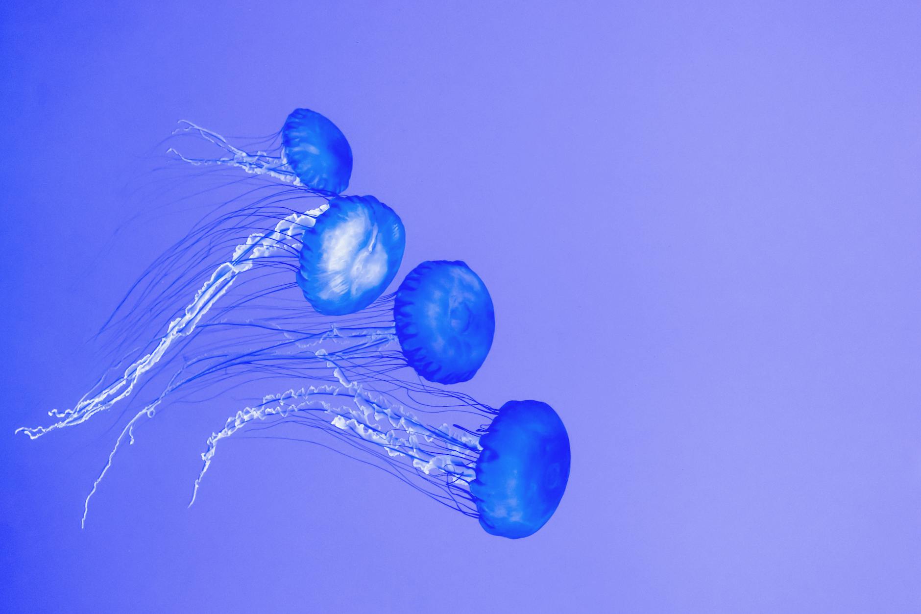 The Fascinating World of Bioluminescent Wildlife