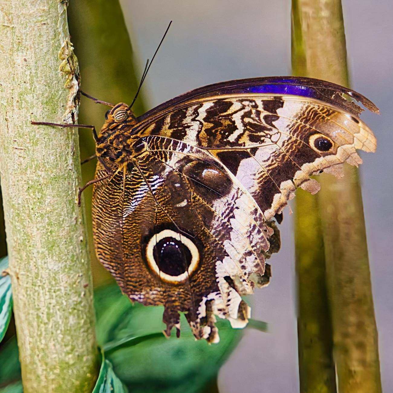 The Intriguing Migration Patterns of Monarch Butterflies