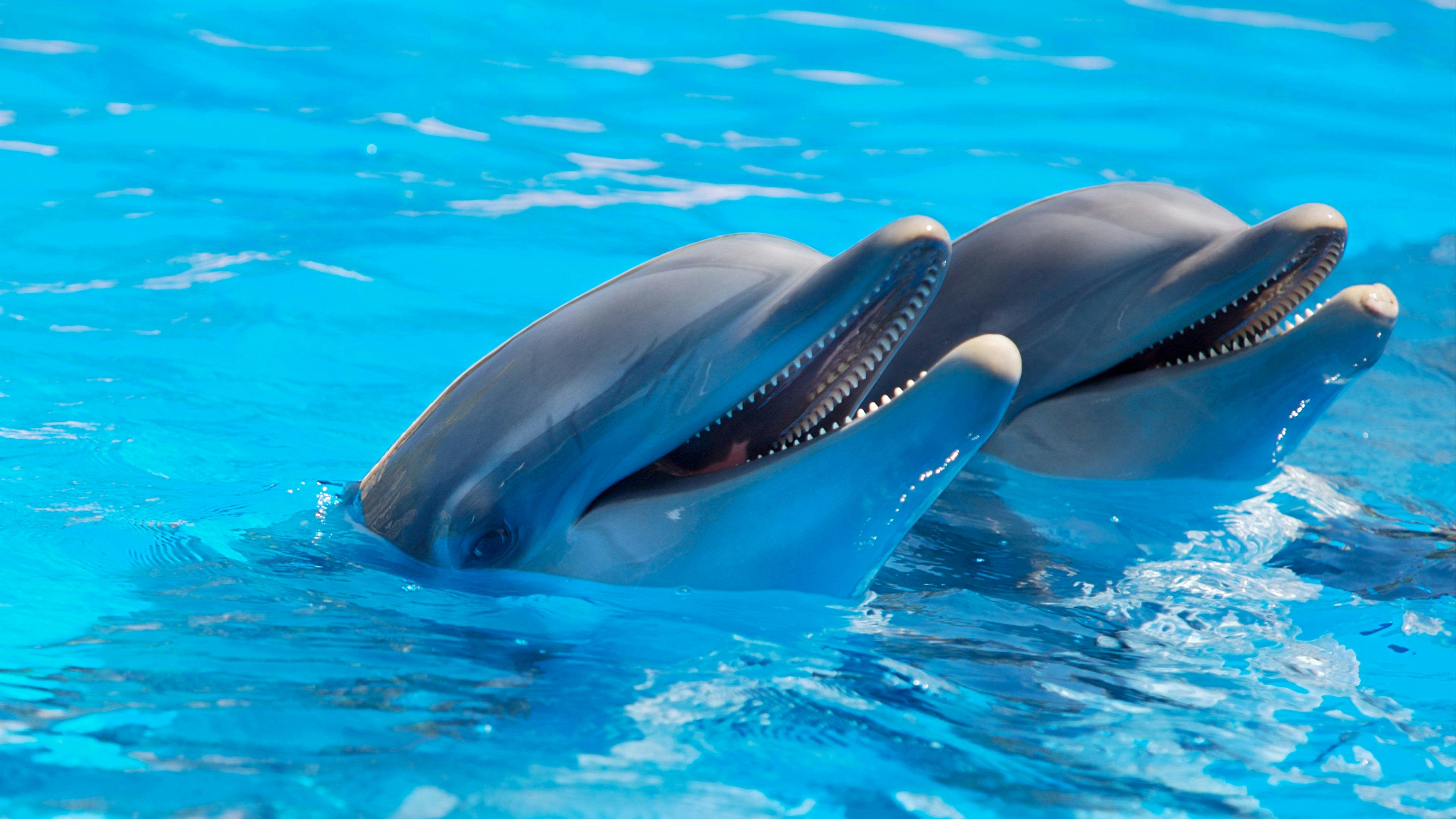 The Secret Language of Dolphins: Communication Amongst Underwater Giants
