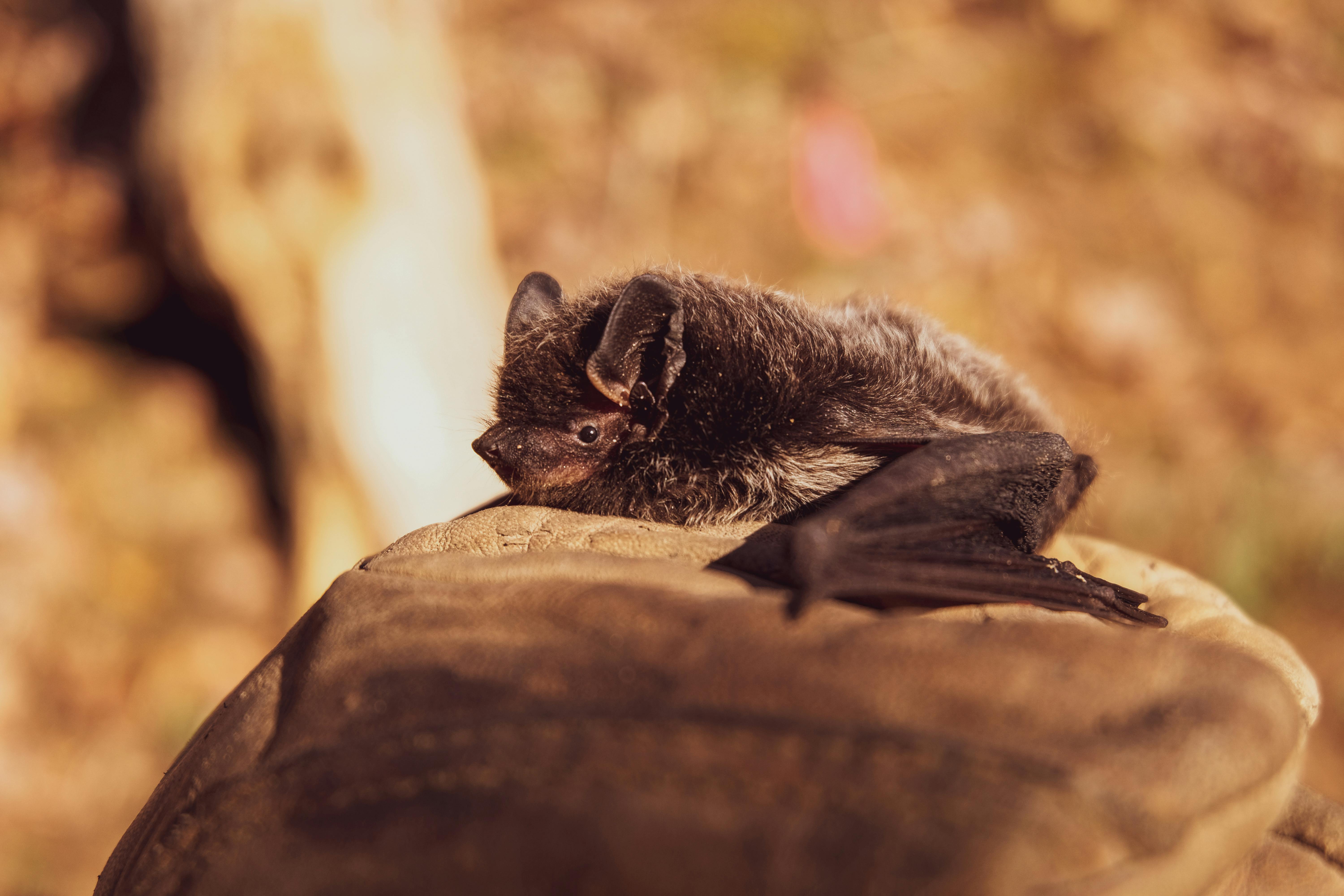 The Secret Lives of Bats: A Comprehensive Guide to Understanding these Mysterious Creatures