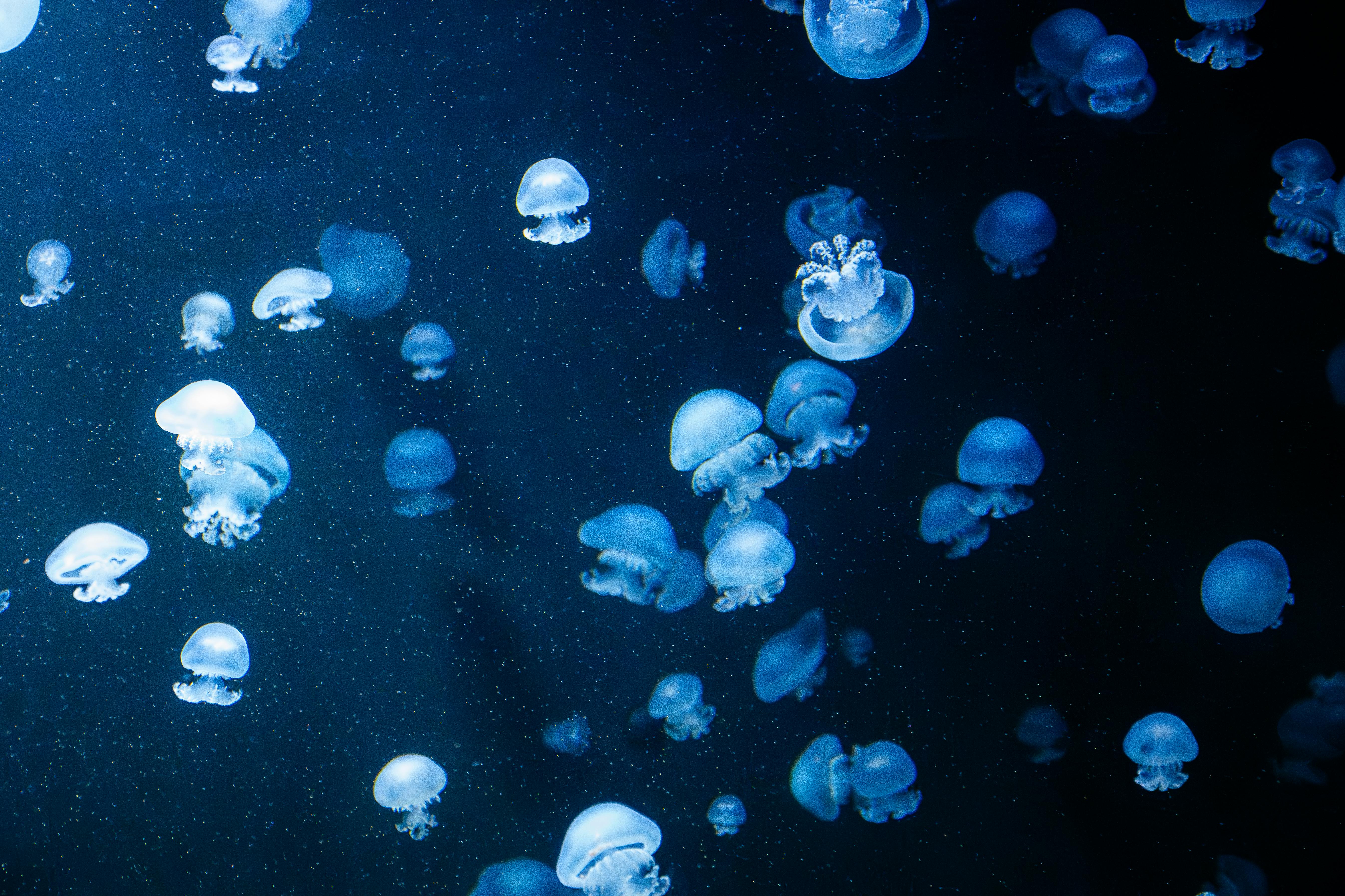 The Secret World of Underwater Wildlife